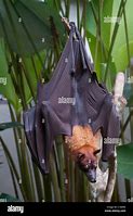 Image result for Fruit Bat Bali