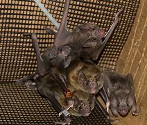 Image result for Social Bats