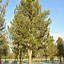 Image result for Pinus cembra Ortler