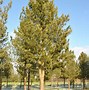 Image result for Pinus cembra Stoderzinken 6