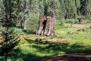 Image result for Stump Meadow