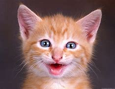 Image result for A Cat Smiling