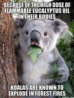 Image result for Baby Koala Meme
