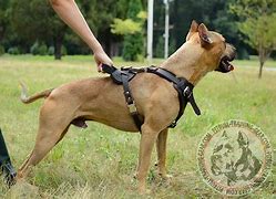 Image result for Pit Bull Terrier Dog Harness