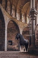 Image result for Castle Entrance Horses