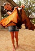 Image result for Golden-crowned Flying Fox Next to Person