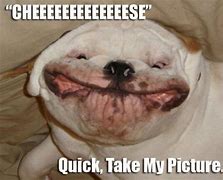 Image result for Happy Animal Meme