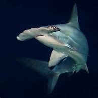 Image result for Great White Hammerhead Shark