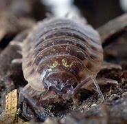 Image result for Giant Woodlice