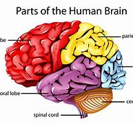Image result for Where Is Memory in the Brain