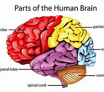 Image result for A Real Human Brain