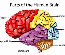 Image result for 8 Parts of the Brain