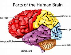 Image result for Inside Brain Diagram