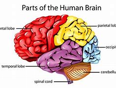 Image result for Live Human Brain
