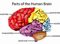 Image result for How Big Is a Human Brain