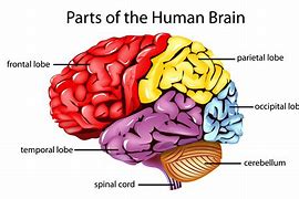 Image result for Full Anatomy of the Brain