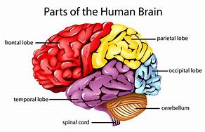 Image result for Brain Map Parts