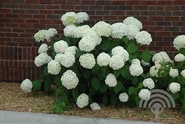 Image result for Hydrangea arborescens Strong Annabelle