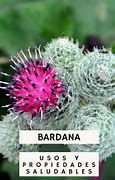 Image result for qlbardan�a