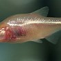 Image result for Blind Cave Fish Aquarium