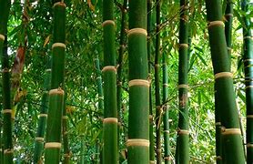 Image result for One Bamboo Tree