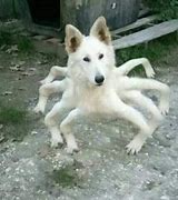 Image result for Scary Cursed Dog