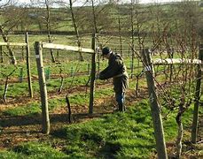 Image result for Pruning a Grape Vine