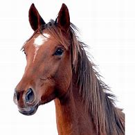 Image result for Horse Head Logo Transparent Background