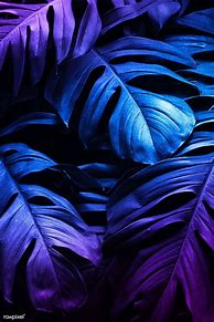 Image result for Neon Leaf Wallpaper 4K