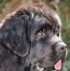 Image result for Newfoundland Dog Brown and White