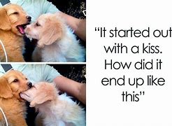 Image result for Puppy Love Meme