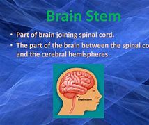 Image result for Brain and Brain Stem