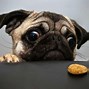 Image result for Funny Animal Pics Wallpaper