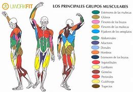 Image result for Grupos Musculares Del Cuerpo Humano