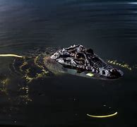 Image result for Caiman Fish