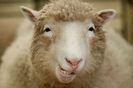 Image result for Dolly the Sheep