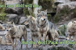 Image result for Pack of Wolves Meme