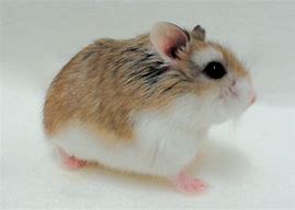 Image result for Fancy Dwarf Hamster