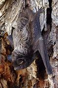 Image result for Nature Bat