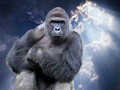 Image result for If Harambe Was