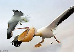 Image result for Pelican Eats Seagull