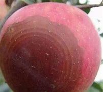 Image result for Apple Ring Rot