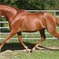 Image result for Celtic Horse Breeds