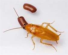 Image result for cucaracha