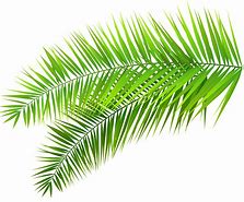 Image result for Palm Leaf Clip Art Printable
