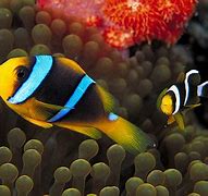 Image result for Clown Fish iPhone