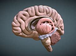 Image result for Brain Model