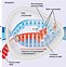 Image result for Protein Synthesis DNA mRNA and Amino Acids Diagram