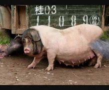 Image result for World's Biggest Pig