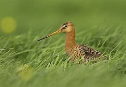 Image result for Limosa limosa